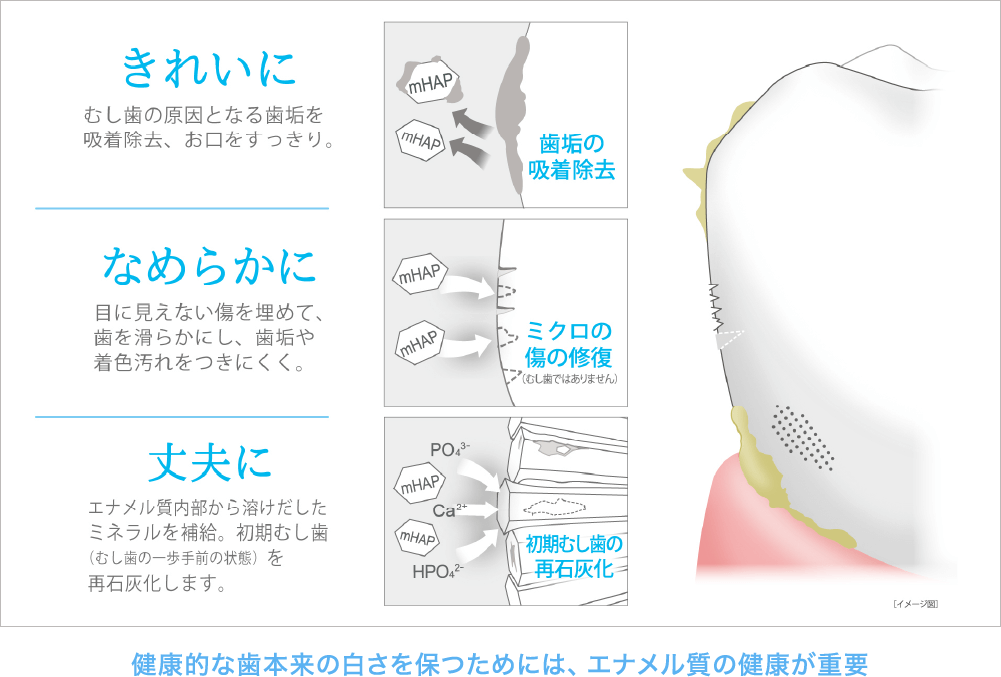 きれいに むし歯の原因となる歯垢を吸着除去、お口をすっきり。 なめらかに 目に見えない傷を埋めて、歯を滑らかにし、歯垢や着色汚れをつきにくく。 丈夫に エナメル質内部から溶けだしたミネラルを補給。初期むし歯(むし歯の一歩手前の状態)を再石灰化します。健康的な歯本来の白さを保つためには、エナメル質の健康が重要