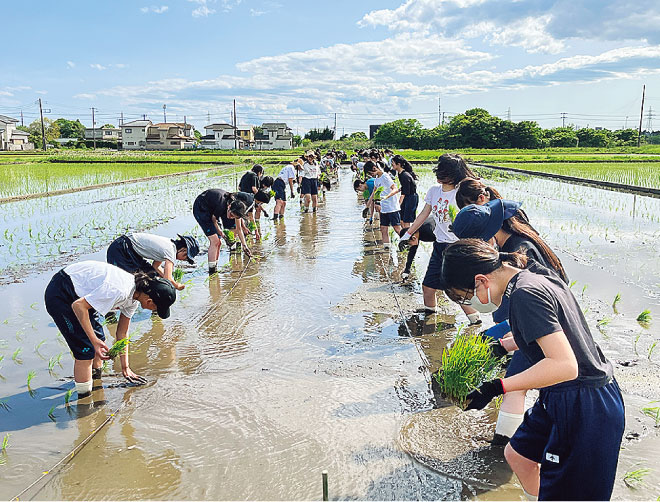 田植え、稲刈りなど米作りを経験