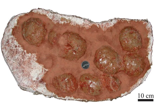 【恐竜の巣の化石の例（資料：名古屋大学博物館）】竜脚形類の巣（写真：フランス エクス＝アン＝プロヴァンス自然史博物館蔵）