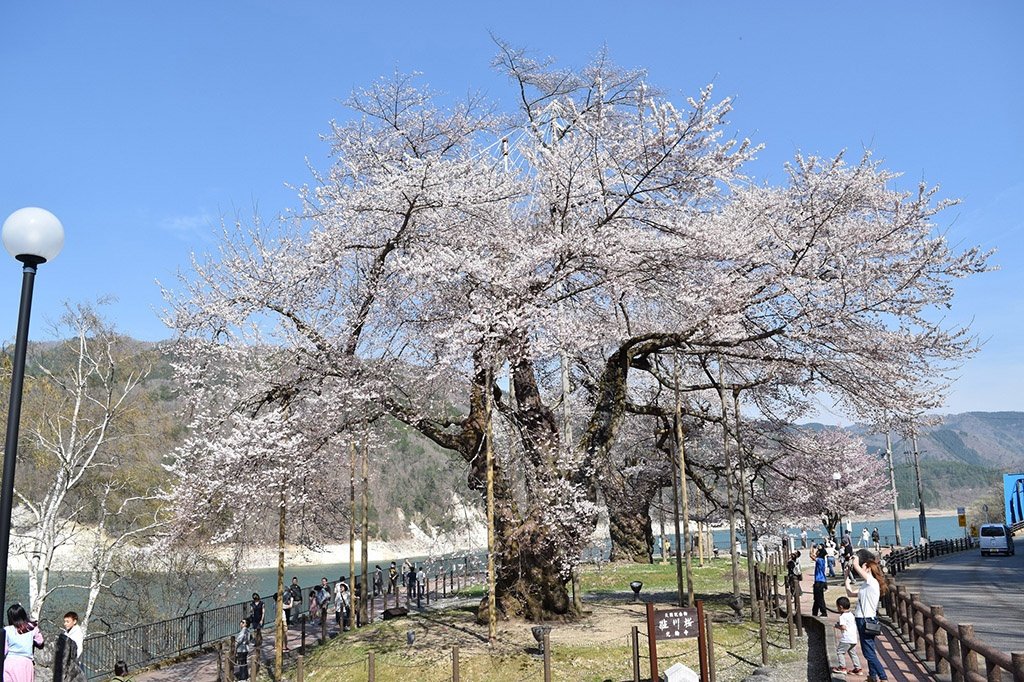 御母衣湖のほとりにしっかりと根を下ろす2本の桜。荘川桜の移植は、水上勉の小説『櫻守』にも重要なエピソードとして登場する（写真提供／電源開発株式会社）
