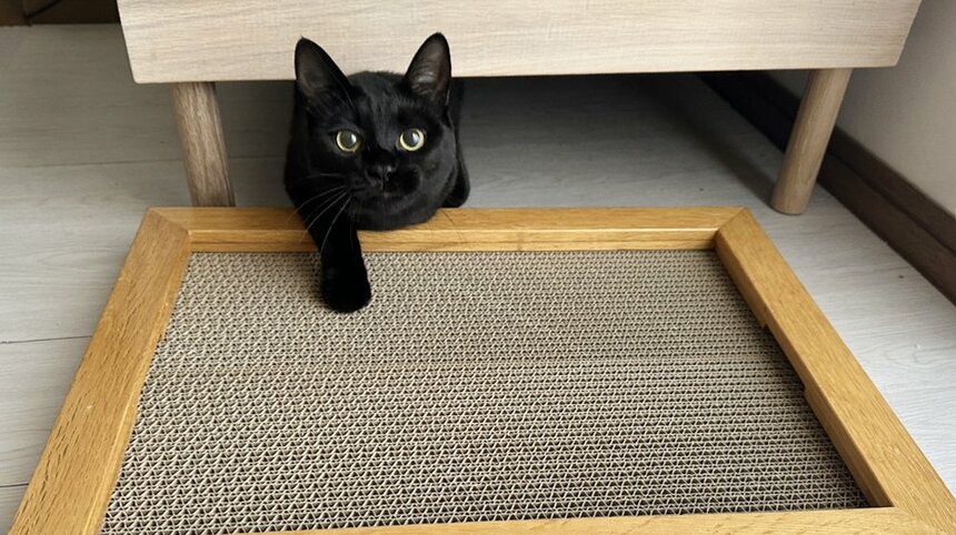 「猫マスク」の開発に協力した猫社員あんこちゃん。猫はかわいいですが、「猫ひっかき病」には注意が必要です（提供：クロス・クローバー・ジャパン）