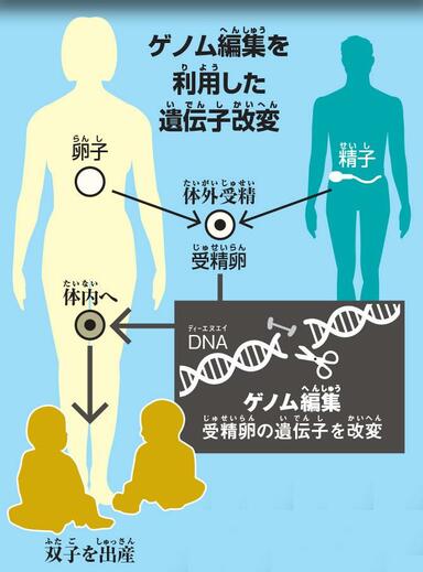 ゲノム編集を利用した遺伝子改変　（ｃ）朝日新聞社