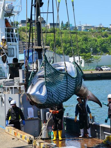 調査捕鯨で捕獲されたミンククジラ（2017年6月、北海道網走市）　（ｃ）朝日新聞社