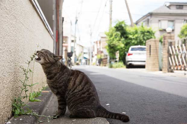 Ｃａｎｏｎ　ＥＯＳ－１Ｄ　Ｘ・ｆ／５・１／１０００秒・ＩＳＯ６４０（撮影／猫写真家・沖昌之）