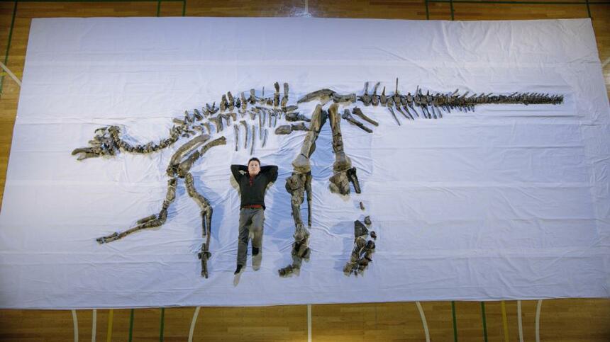 カムイサウルスの全身骨格。寝そべる小林教授と比べると、その大きさがよくわかる（提供／NHK）